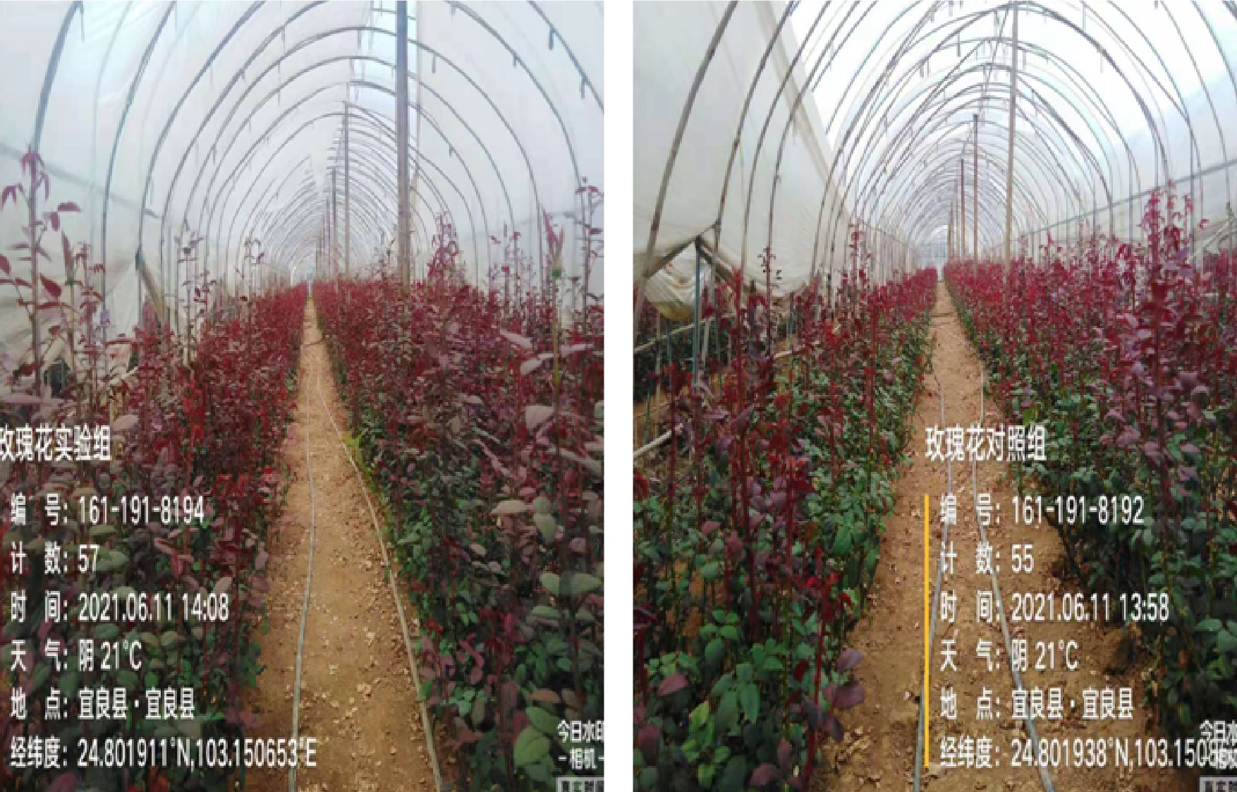 1629364855516797.jpg 10整體實(shí)驗(yàn)對(duì)照-01.jpg